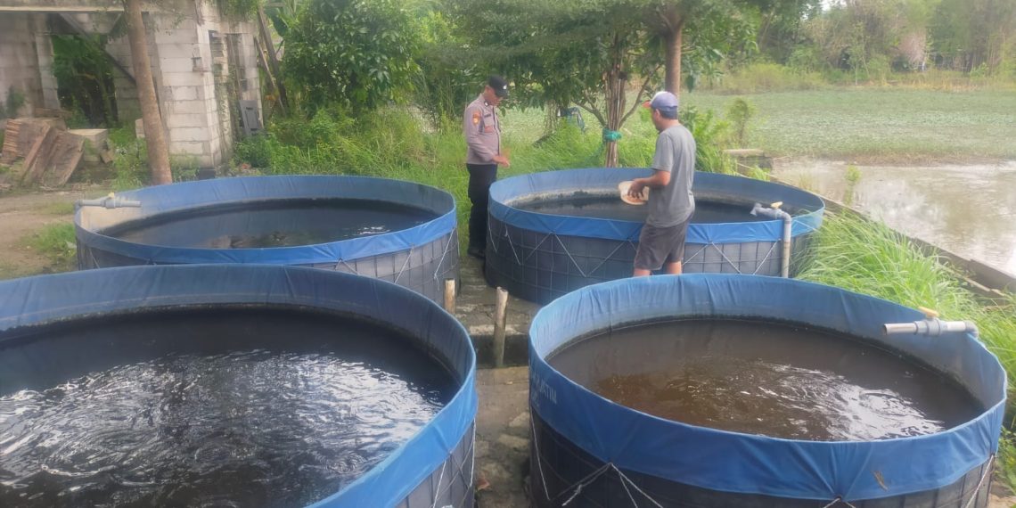 Warga Desa Pertapan Maduretno Manfaatkan Lahan Kosong untuk Budidaya Ikan Lele