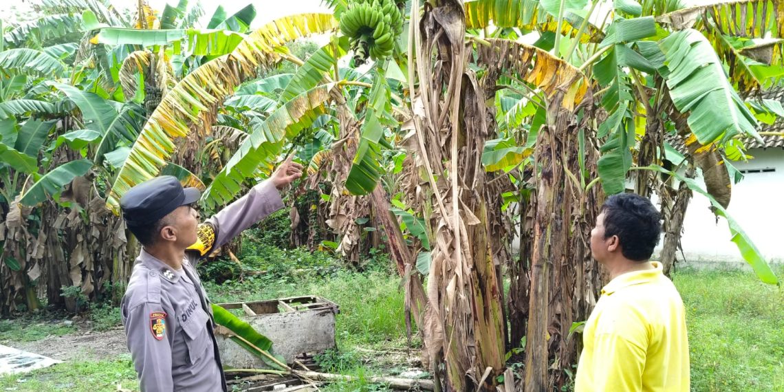 Bhabinkamtibmas Desa Kesambi Polsek Porong, Cek Kebun Pisang Warga