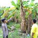 Bhabinkamtibmas Desa Kesambi Polsek Porong, Cek Kebun Pisang Warga
