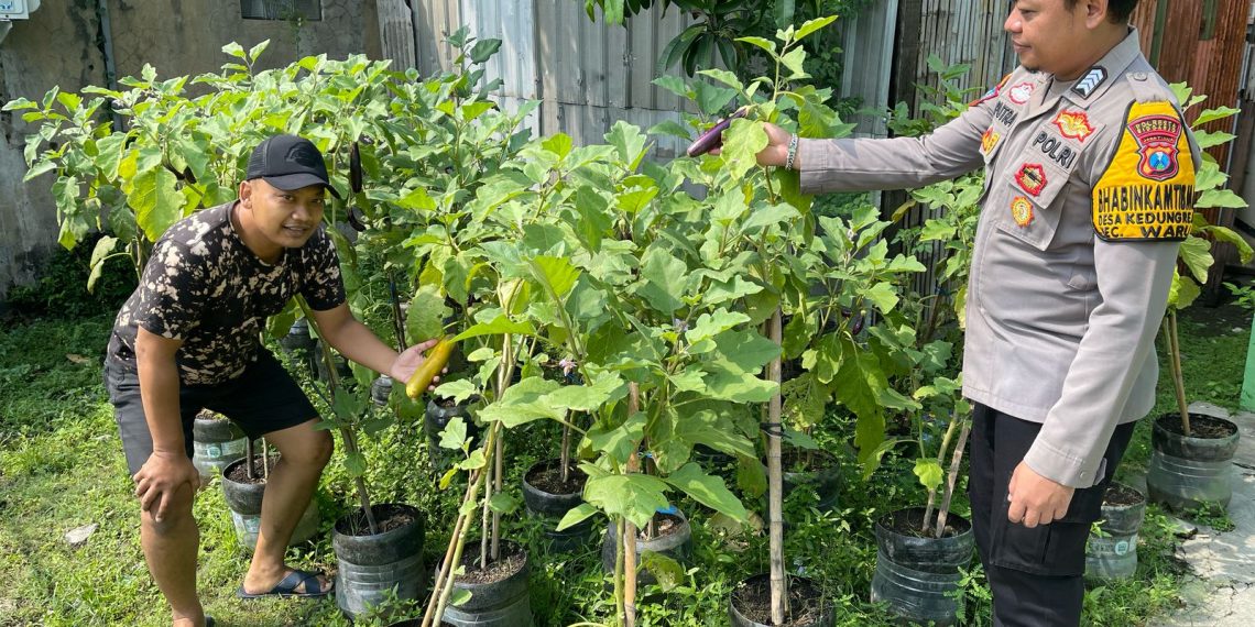 Bhabinkamtibmas Desa Kedungrejo Polsek Waru Cek Perkembangan Tanaman Sayur Lahan Fasum Desa
