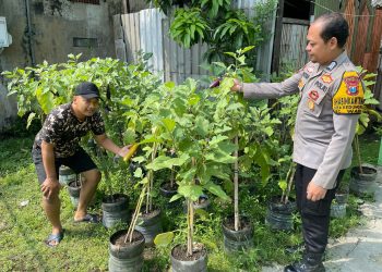 Bhabinkamtibmas Desa Kedungrejo Polsek Waru Cek Perkembangan Tanaman Sayur Lahan Fasum Desa