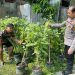 Bhabinkamtibmas Desa Kedungrejo Polsek Waru Cek Perkembangan Tanaman Sayur Lahan Fasum Desa