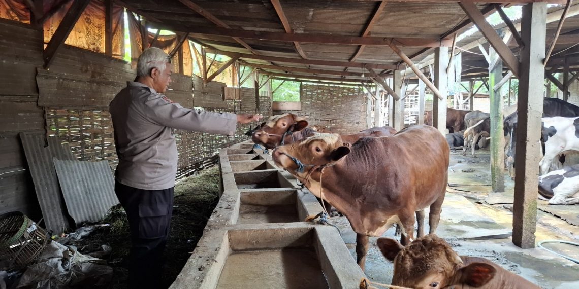 Bhabinkamtibmas Desa Simoketawang Bersama Warga Manfaatkan Lahan Kosong untuk Ternak Sapi