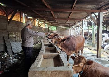Bhabinkamtibmas Desa Simoketawang Bersama Warga Manfaatkan Lahan Kosong untuk Ternak Sapi