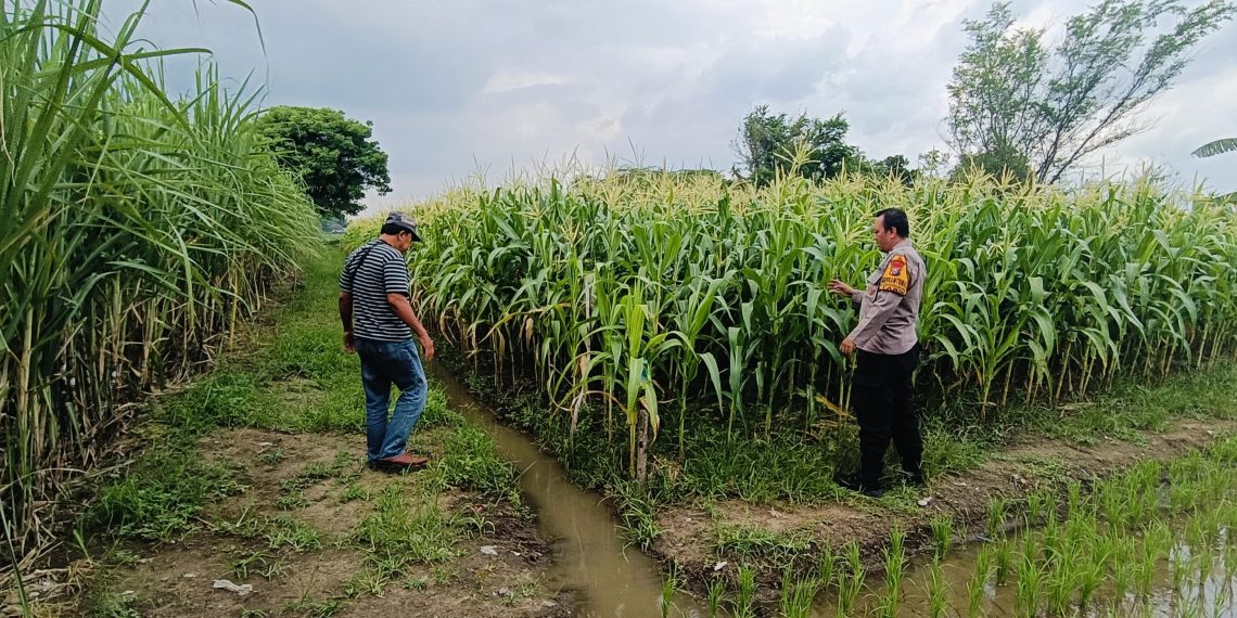 Kapolsek Tarik Berikan Pendampingan untuk Swasembada Pangan Mandiri