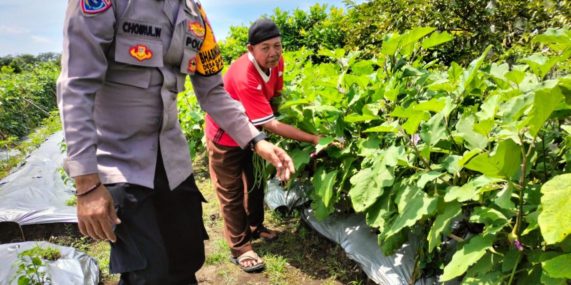 Bhabinkamtibmas Sambibulu Tinjau Pekarangan Warga yang Panen Sayuran