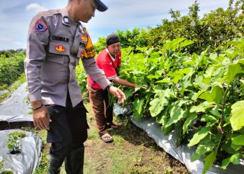 Bhabinkamtibmas Sambibulu Tinjau Pekarangan Warga yang Panen Sayuran