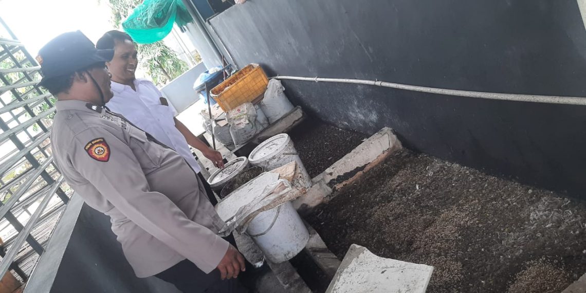 Warga Desa Sidomojo Wujudkan Swasembada Pangan lewat Budidaya Magot