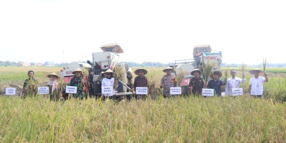 Forkopimda Sidoarjo Ikuti Panen Raya Serentak di Sawah Padi Desa Kemuning Tarik