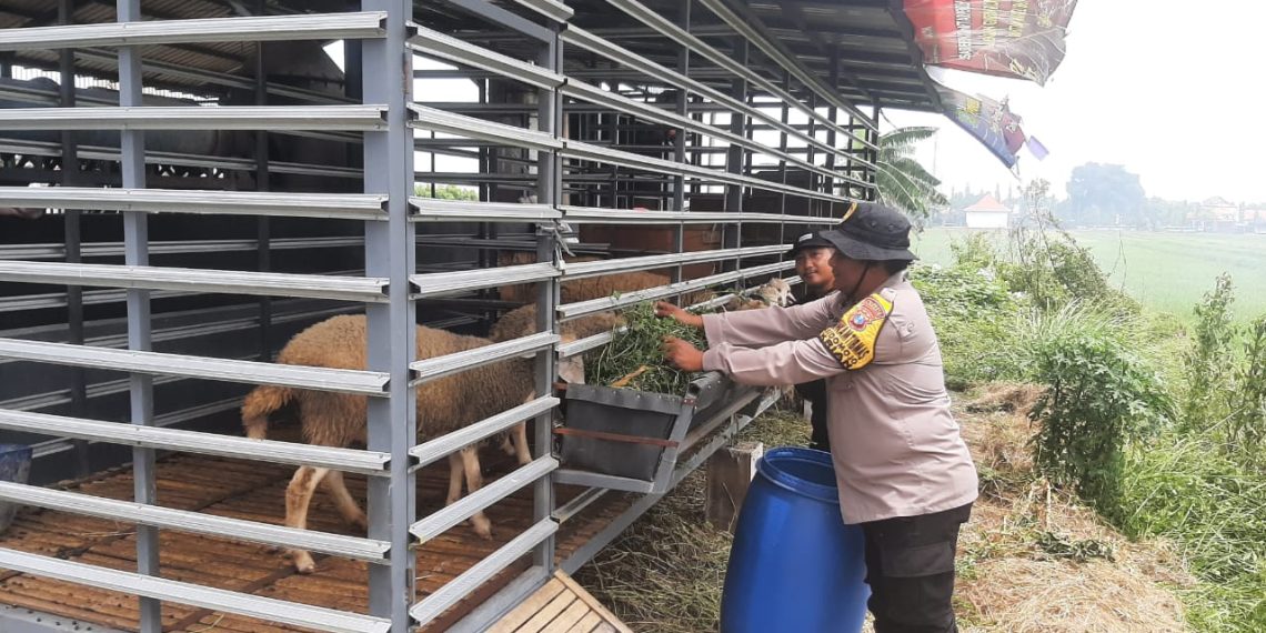 Bhabinkamtibmas Sidomojo Ajak Warga Maksimalkan Perawatan Ternak Kambing