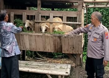 Warga Desa Mulyodadi Manfaatkan Lahan Kosong untuk Beternak Kambing