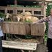 Warga Desa Mulyodadi Manfaatkan Lahan Kosong untuk Beternak Kambing
