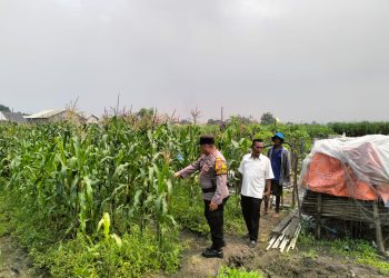Bhabinkamtibmas Desa Gamping Tinjau Perkembangan Tanaman Jagung