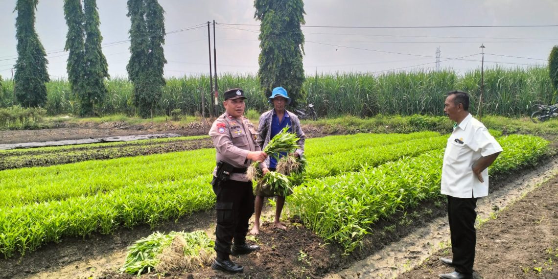 Bhabinkamtibmas dan Kelompok Tani Desa Gamping Kolaborasi Panen Sayur Kangkung