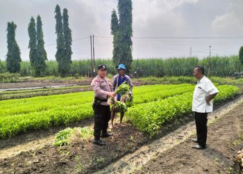 Bhabinkamtibmas dan Kelompok Tani Desa Gamping Kolaborasi Panen Sayur Kangkung