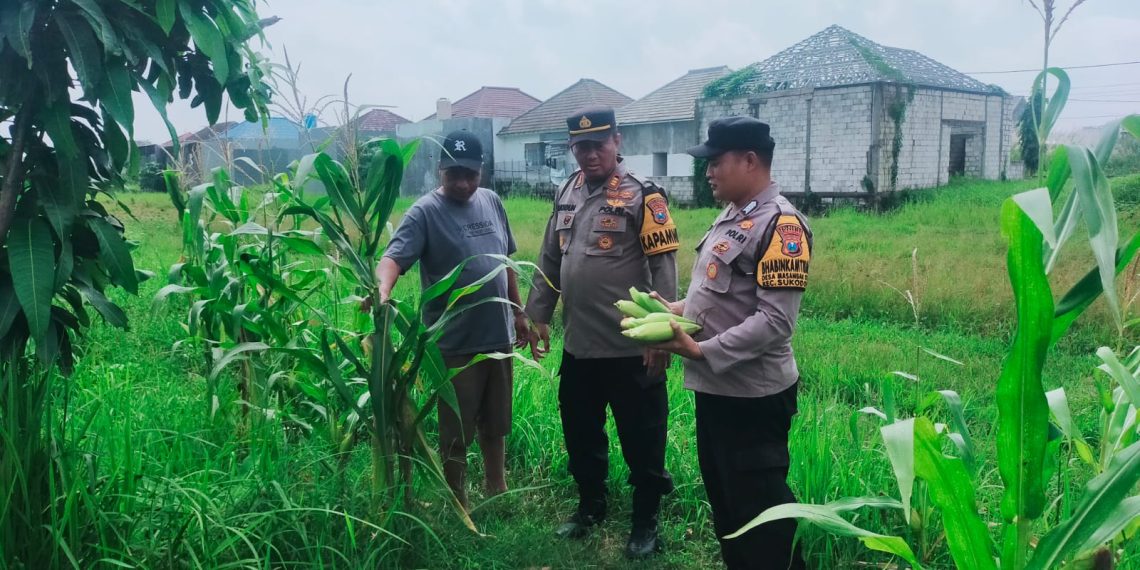 Polsek Sukodono Dorong Ketahanan Pangan Tanaman Jagung Lewat Peran Aktif Bhabinkamtibmas