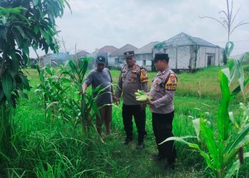 Polsek Sukodono Dorong Ketahanan Pangan Tanaman Jagung Lewat Peran Aktif Bhabinkamtibmas