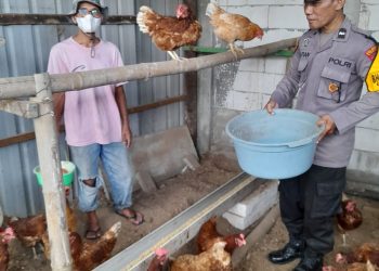 Polsek Taman Tinjau Peternakan Ayam Petelur Warga Trosobo