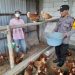 Polsek Taman Tinjau Peternakan Ayam Petelur Warga Trosobo