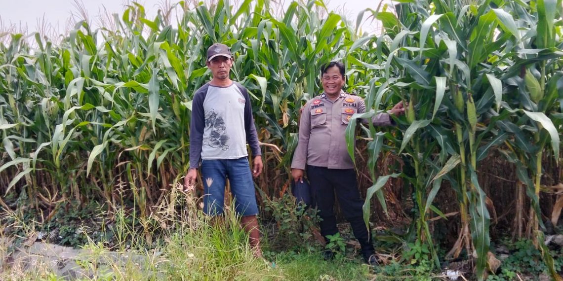 Polsek Prambon Tinjau Upaya Petani Jagung