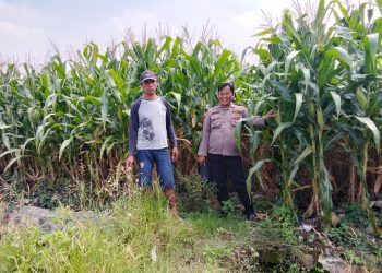 Polsek Prambon Tinjau Upaya Petani Jagung