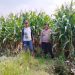 Polsek Prambon Tinjau Upaya Petani Jagung