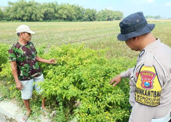Warga Wonokupang Balongbendo Sulap Lahan Tidur Jadi Kebun Sayur Bergizi