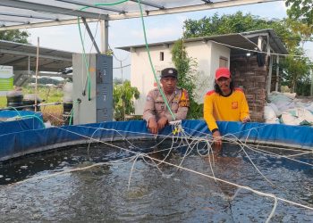 Polisi dan Petani di Sedati Wujudkan Ketahanan Pangan Lewat Budidaya Ikan Lele