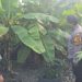 Kapolsek Tanggulangin Masifkan Peran Bhabinkamtibmas Ajak Warga Manfaatkan Lahan Kosong