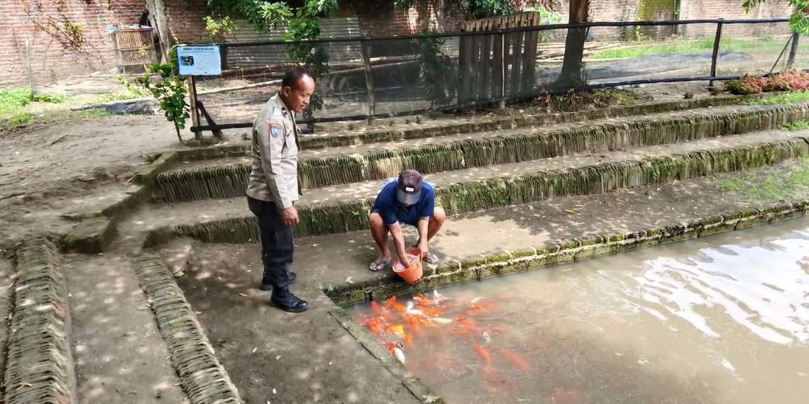 Bhabinkamtibmas Polsek Prambon Tinjau Budidaya Ikan Nila