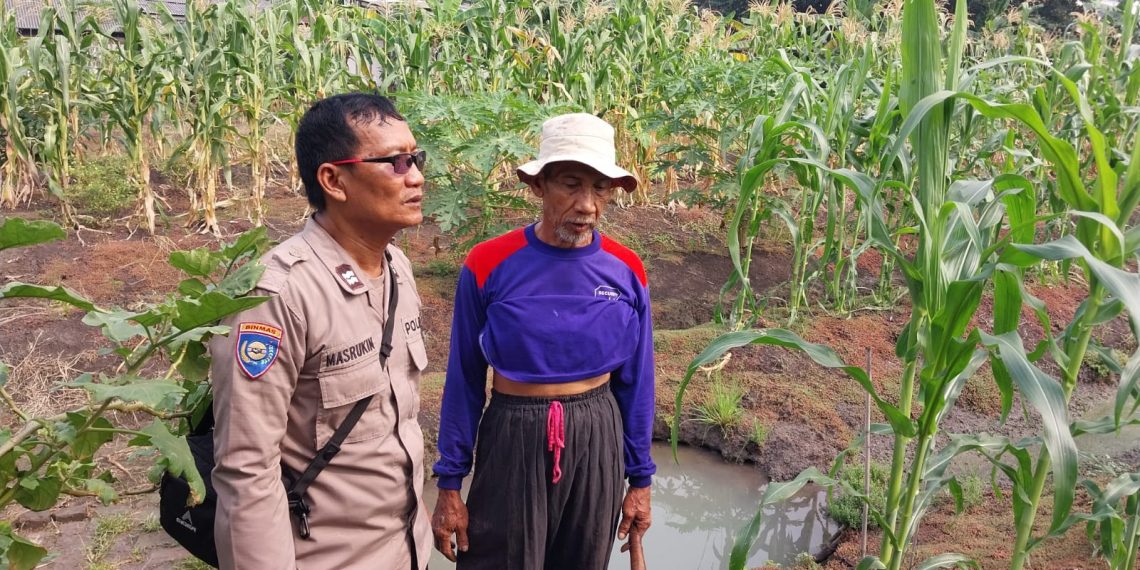 Bhabinkamtibmas Sidokare Tinjau Perkembangan Tanaman Jagung Bersama Petani