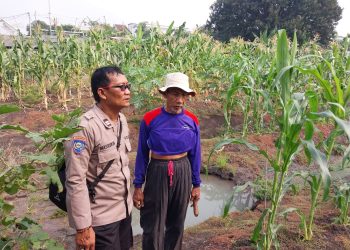 Bhabinkamtibmas Sidokare Tinjau Perkembangan Tanaman Jagung Bersama Petani