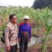 Bhabinkamtibmas Sidokare Tinjau Perkembangan Tanaman Jagung Bersama Petani