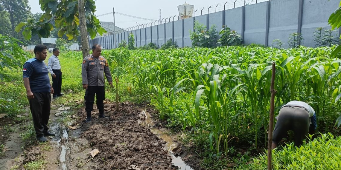 Polsek Porong dan Lapas Klas I Surabaya Cek Tanaman Jagung, Sawi, dan Kangkung