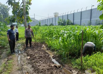 Polsek Porong dan Lapas Klas I Surabaya Cek Tanaman Jagung, Sawi, dan Kangkung