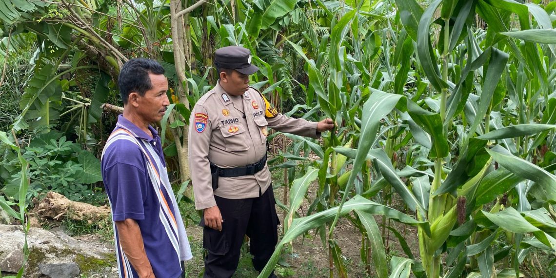 Tanaman Jagung di Desa Bakung Temenggungan Siap Panen