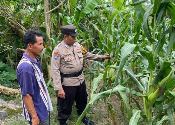 Tanaman Jagung di Desa Bakung Temenggungan Siap Panen
