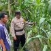 Tanaman Jagung di Desa Bakung Temenggungan Siap Panen