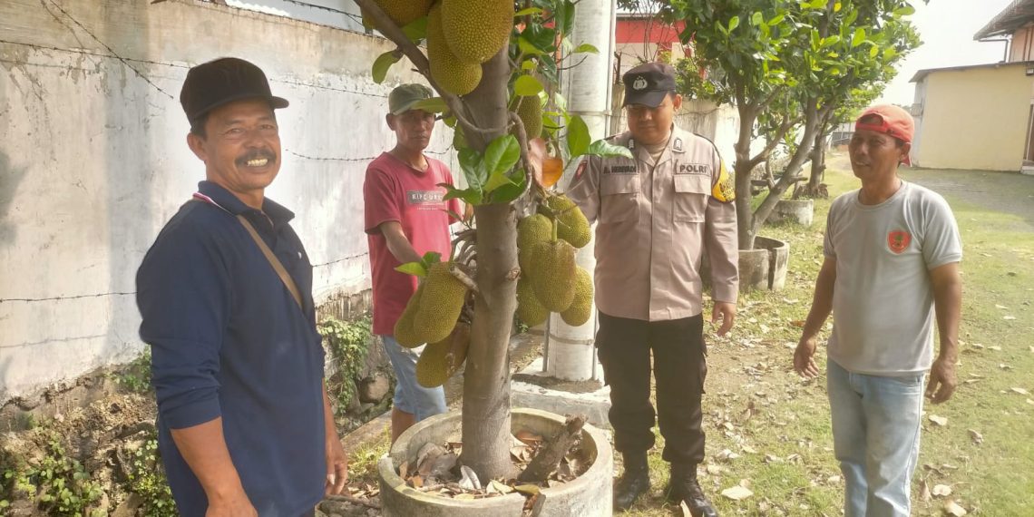 Warga Pekarungan Sukodono Tanam Cempedak dan Nangka