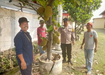 Warga Pekarungan Sukodono Tanam Cempedak dan Nangka