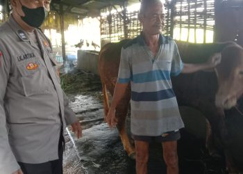Bhabinkamtibmas Himbau Peternak Sapi di Candi Sidoarjo Tingkatkan Pola Gizi Makanan Hewan