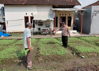 Warga Desa Pangkemiri Manfaatkan Lahan Pekarangan untuk Wujudkan Ketahanan Pangan Mandiri