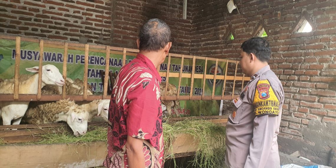 Peternak Dihimbau Perhatikan Perkembangan dan Kesehatan Kambing
