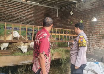 Peternak Dihimbau Perhatikan Perkembangan dan Kesehatan Kambing