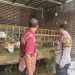 Peternak Dihimbau Perhatikan Perkembangan dan Kesehatan Kambing
