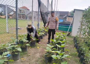 Bhabinkamtibmas Desa Entalsewu Dukung Program Ketahanan Pangan Lewat Pendampingan Warga