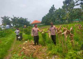 Polresta Sidoarjo Lakukan Monitoring Program Ketahanan Pangan di Dua Lahan Wilayah Kecamatan Porong