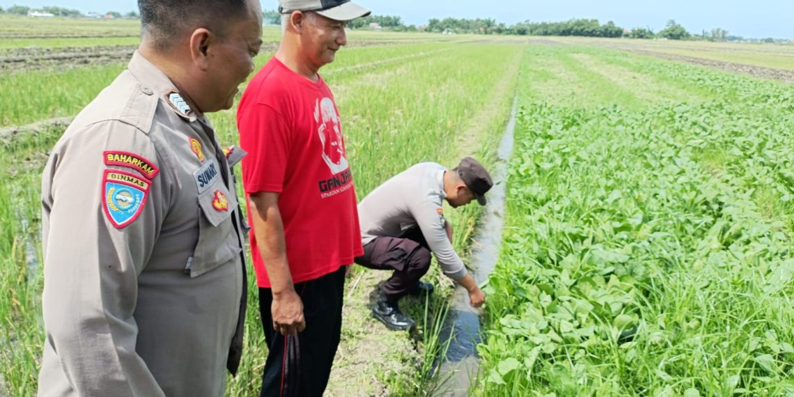 Suparno, Petani Seduri Balongbendo Optimalkan Lahan Tidur untuk Tanaman Jagung dan Sawi