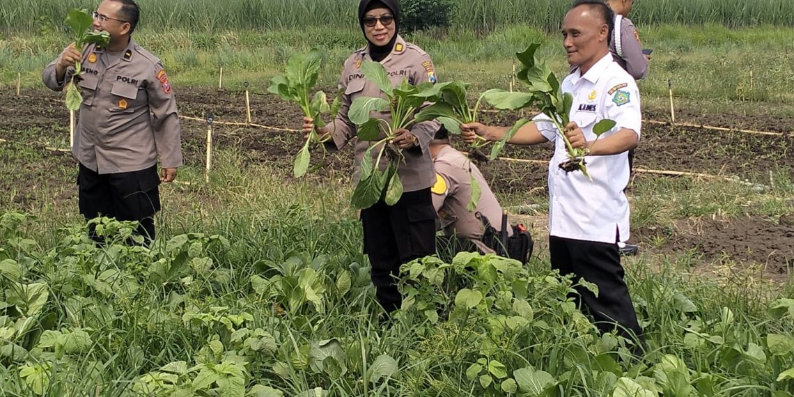Satgas Ketahanan Pangan Polresta Sidoarjo Cek Lahan P2B Desa Lemujut Krembung