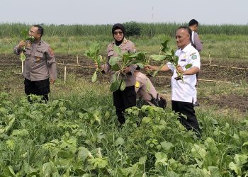 Satgas Ketahanan Pangan Polresta Sidoarjo Cek Lahan P2B Desa Lemujut Krembung
